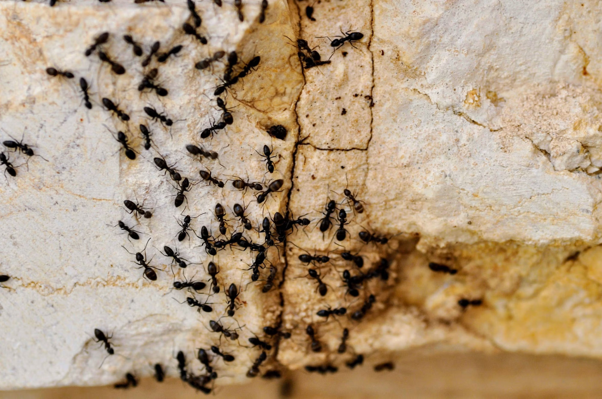 Ant Control in Plymouth, WI