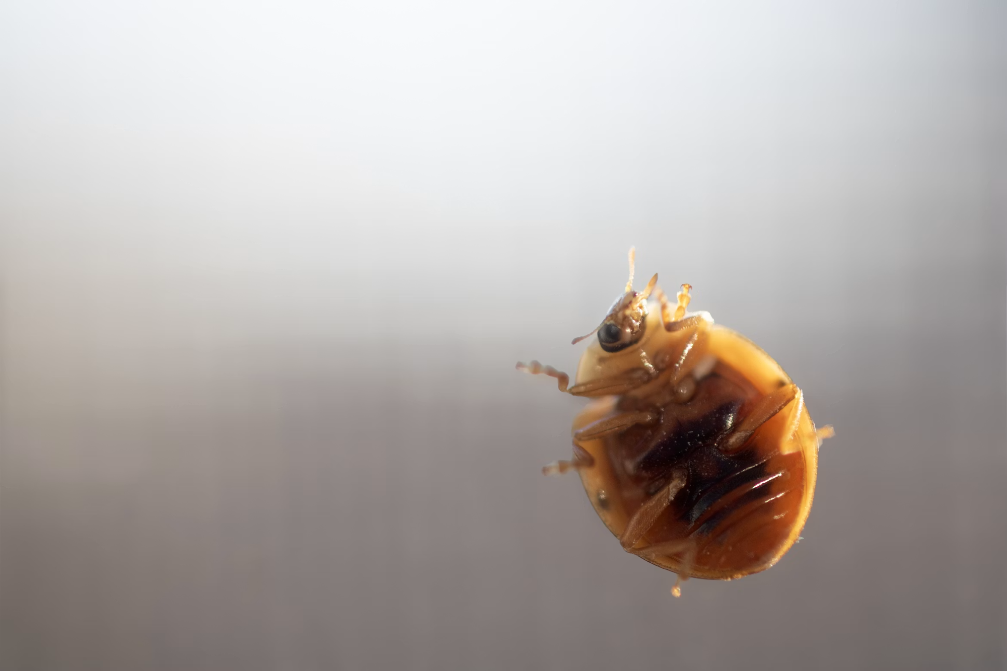 Bed Bug Treatment in Plymouth, WI