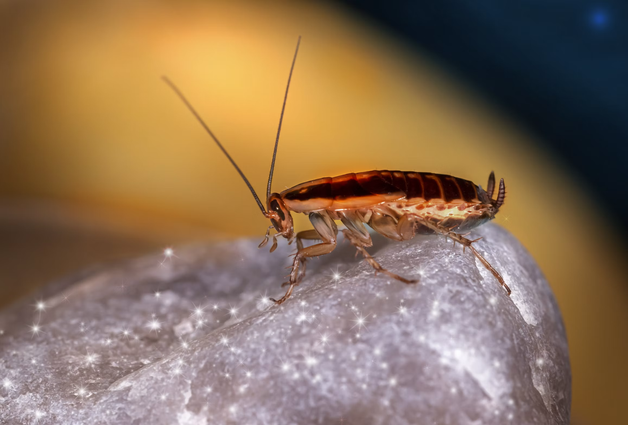 Cockroach Treatment in Plymouth, WI