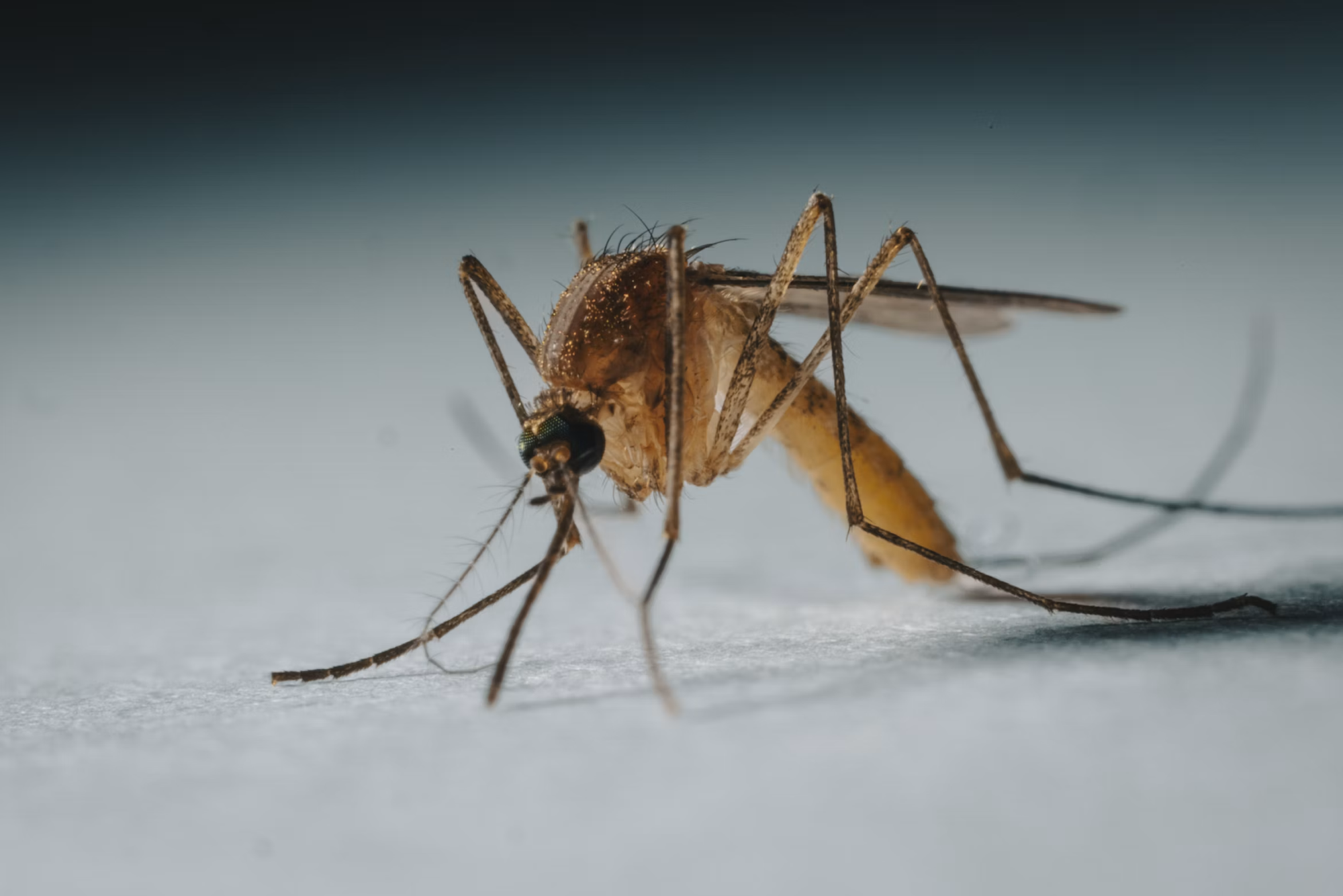 Mosquito Control in Plymouth, WI