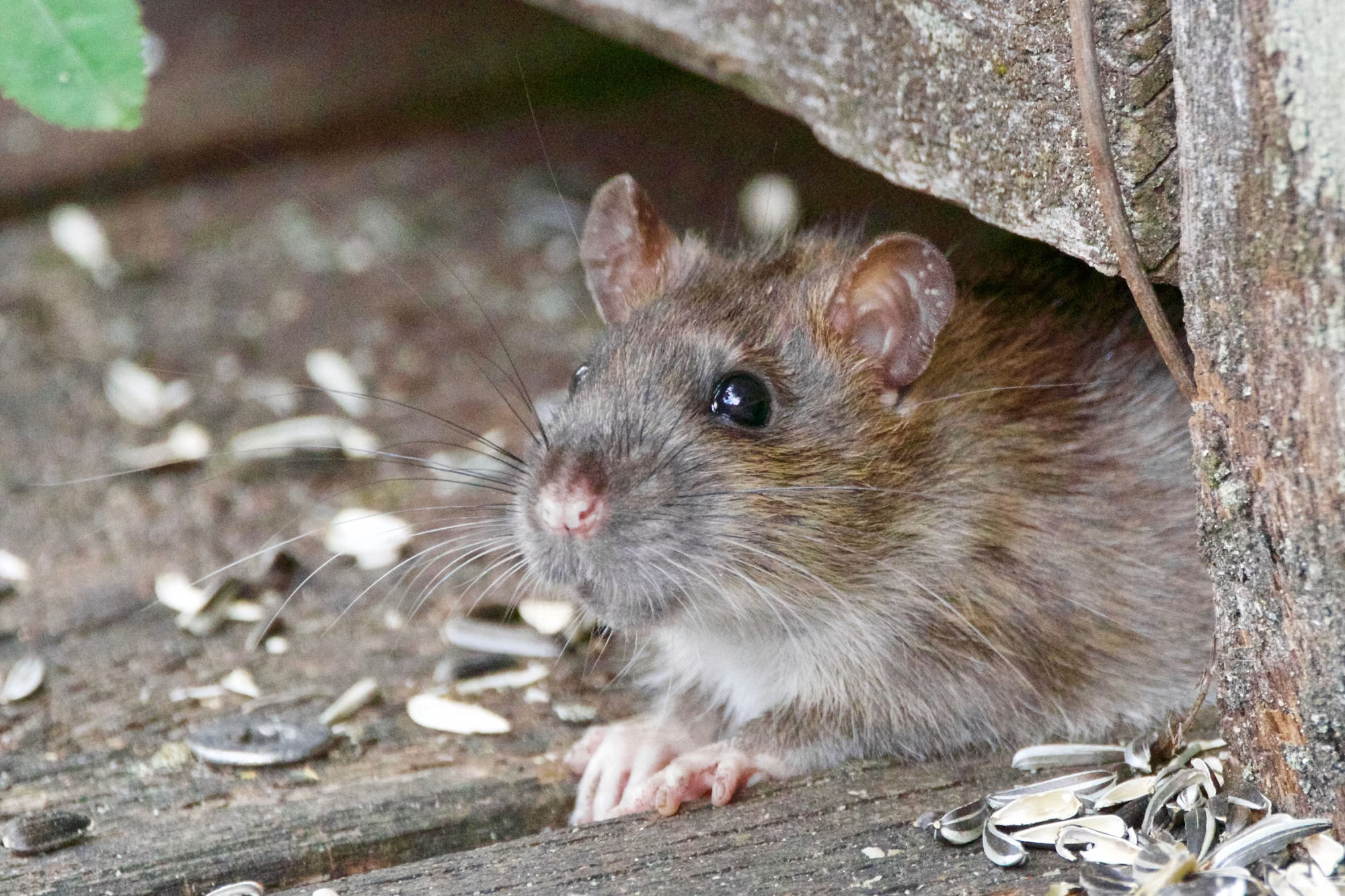 Rodent Control in Plymouth, WI