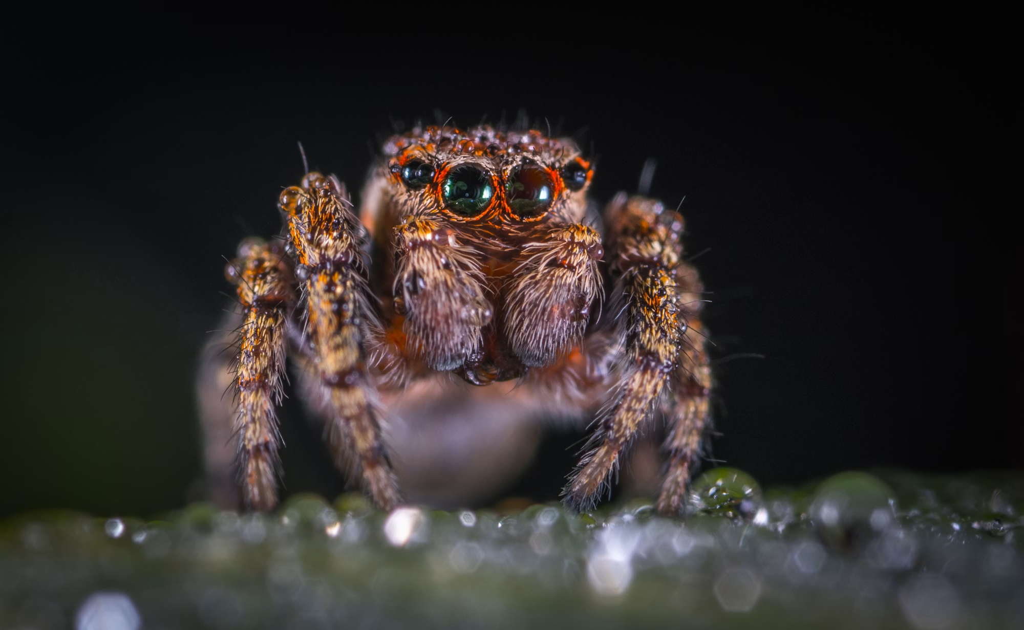 Spider Control