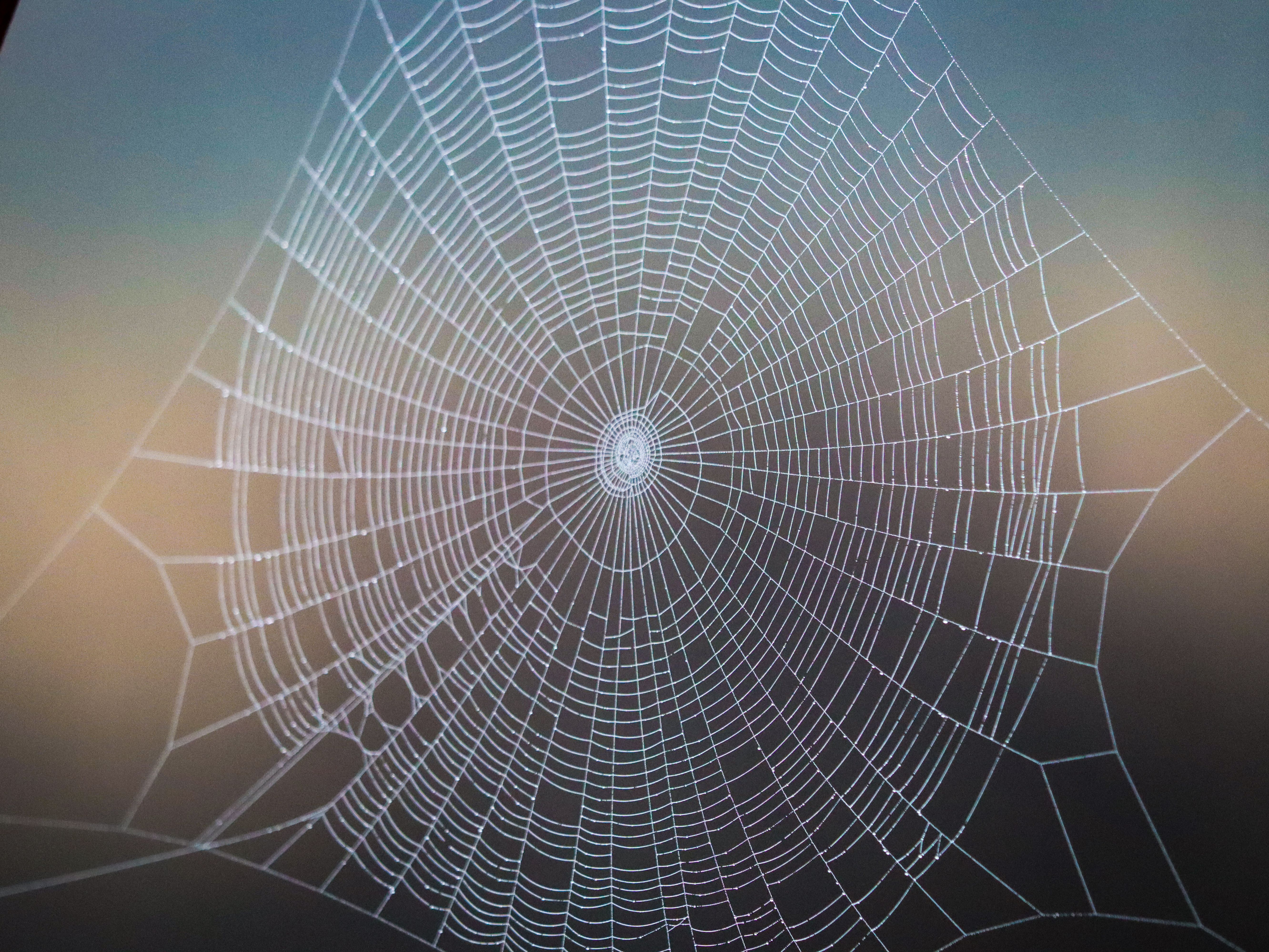 Spider Control in Plymouth, WI