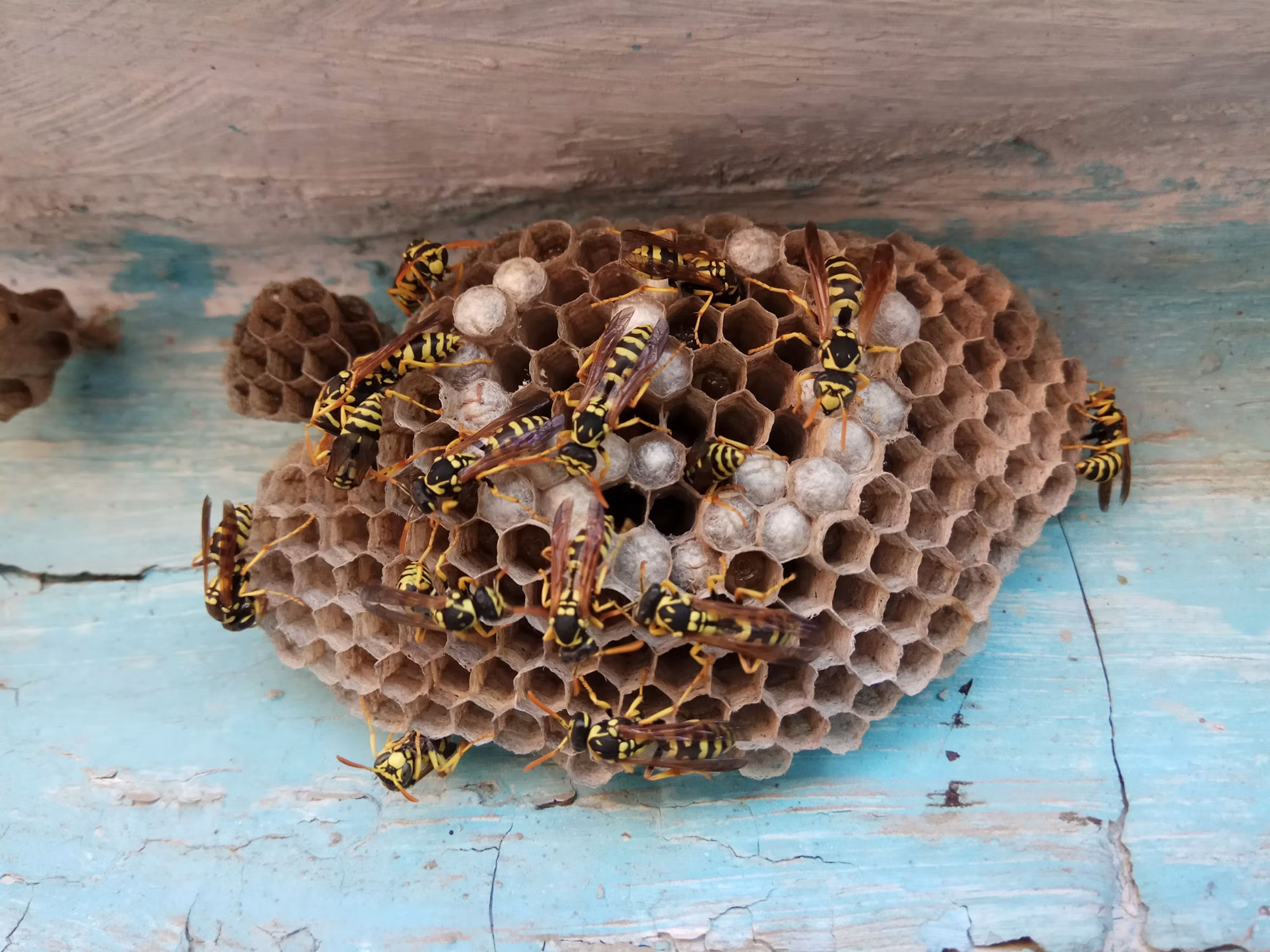Wasp & Bee Removal in Plymouth, WI