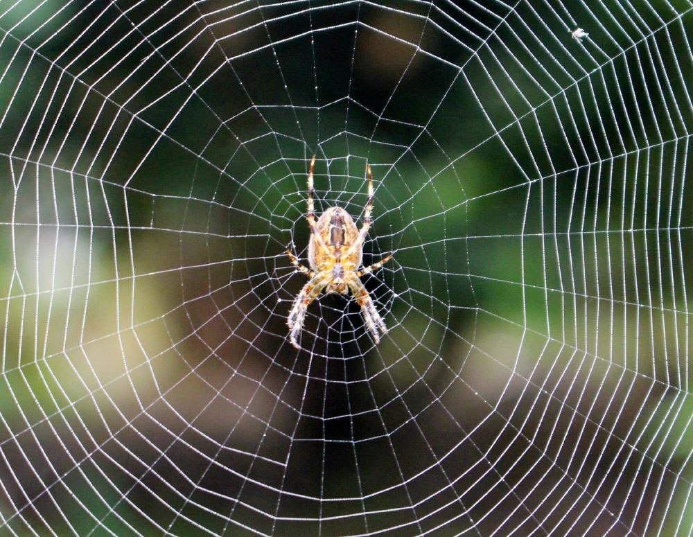 Spider-Control-Services-2 Spider-Control-Services-2
