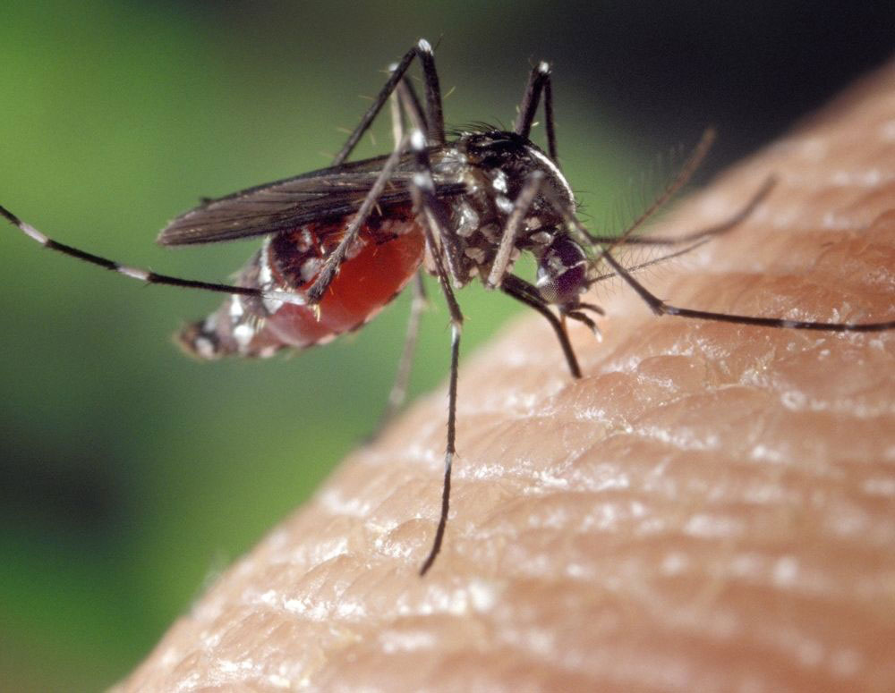 mosquitos-pest-services-2 mosquitos-pest-services-2