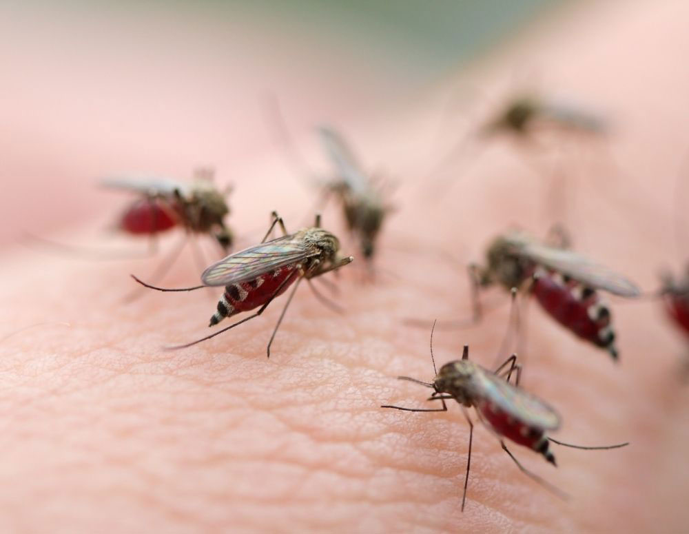 mosquitos-pest-services-3 mosquitos-pest-services-3