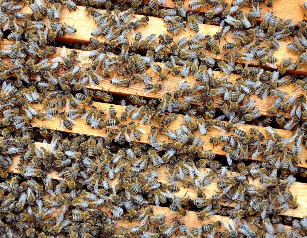 wasp-bees-3 wasp-bees-3